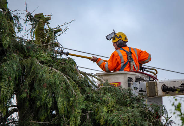 Best Tree Health Inspection  in Yucos, CA