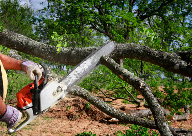 Best Hazardous Tree Removal  in Yucos, CA